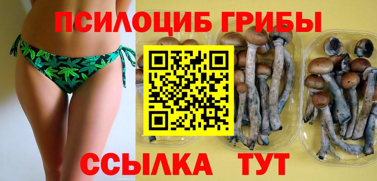 Псилоцибиновые грибы Cubensis Иваново